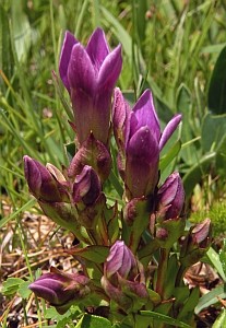 Field Gentian - Gentianella campestris © Teresa Farino